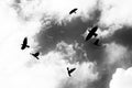 Crows circling in sky