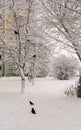 Crows in the city on snow-covered tree branches