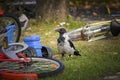 Crows (Corvus corone) and children bikes & toys