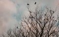 Crows and daws on a dead tree Royalty Free Stock Photo