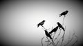 Crows in dead tree Royalty Free Stock Photo
