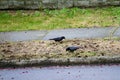 Crows dig up the lawn to find chafer grubs Royalty Free Stock Photo