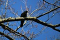 A Crow overlooking the Park