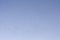 Flock of crows Royalty Free Stock Photo