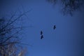 Crows fly in flocks against a blue sky. Flight of birds. Mystical sensation from the sight of ravens Royalty Free Stock Photo