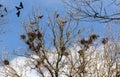 Crows fly over nesting place on tall trees against sky