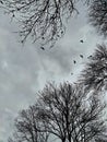 Crows flying above the trees in a cloudy day