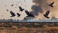 Crows flying across burnt field as smoke still rises from distant fireline Royalty Free Stock Photo