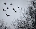 Crows flying amongst bare winter tree branches