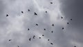 Crows Flying on Clouds Sky, Ravens in Flight, Birds in Air, Summer Day Royalty Free Stock Photo