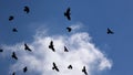 Crows Flying on Clouds Sky, Ravens in Flight, Birds in Air, Summer Day Royalty Free Stock Photo