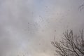 Crows flying on november sky