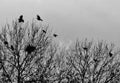 Crows flying over trees where they are nesting in early spring