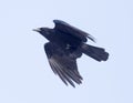 Crows flying in the sky Royalty Free Stock Photo