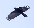 Crows flying in the sky Royalty Free Stock Photo