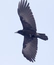 Crows flying in the sky Royalty Free Stock Photo