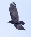 Crows flying in the sky Royalty Free Stock Photo