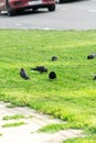 Crows on the grass. Crows looking for food on the lawn