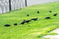 Crows on the grass. Crows looking for food on the lawn