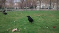 Crows in the grass in a square