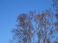 Crows have meeting in cold weather Royalty Free Stock Photo