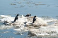 Crows on ice Royalty Free Stock Photo