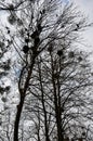 Crows in trees, darkness, halloween, birds. Crows nest Royalty Free Stock Photo