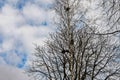 Crows in trees, darkness, halloween, birds. Crows nest Royalty Free Stock Photo