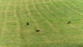 Crows in the meadow, in spring Royalty Free Stock Photo