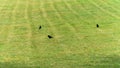 Crows in the meadow, in spring Royalty Free Stock Photo