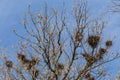 Crows nesting place on the tall trees against the sky