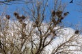 Crows nesting place on the tall trees and flying crows