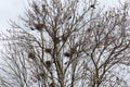 Crows nesting place on the tall trees and flying crows