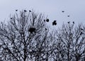 Crows nesting in woodland bare forest trees