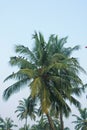 Crows in the palm trees