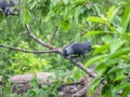 Crows perched on a branch in the United Kingdom.