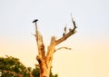 Crows perched in a dead tree