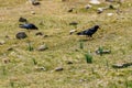 Crows perched on the grass