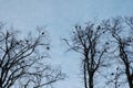 Crows perched roosting in forest trees in winter