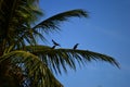 Crows & Perfect Weather Royalty Free Stock Photo