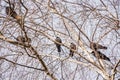 Crows, rooks on a branch Royalty Free Stock Photo