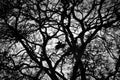 Crows roosting