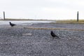 Crows seeking to steal food in a parking line