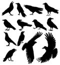 crows set black silhouette, on white background, isolated