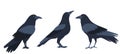 crows set flat design , isolated on white background Royalty Free Stock Photo