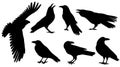 crows set silhouette, on white background, isolated