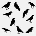 Crows Royalty Free Stock Photo
