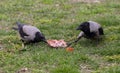 Crows share a piece of food on the grass