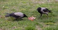 Crows share a piece of food on the grass