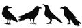 Crows silhouette on white background, isolated